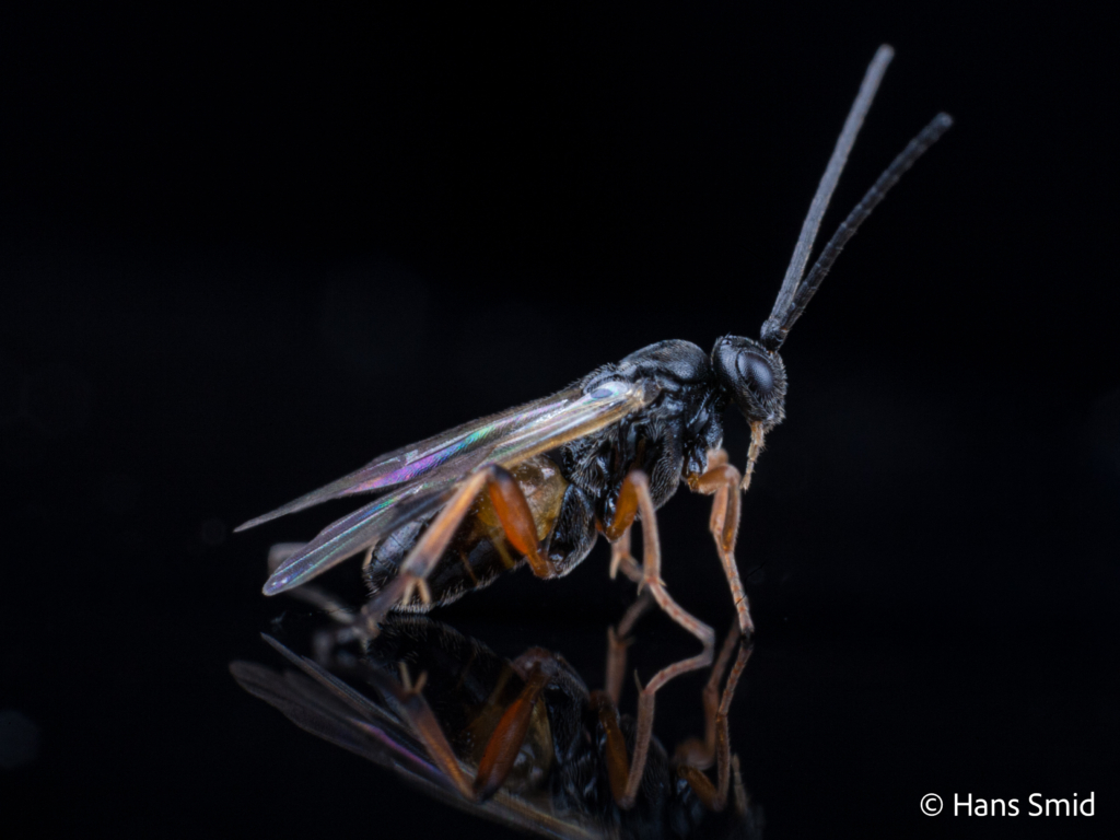 Cotesia glomerata parasitoid wasp black background 004
