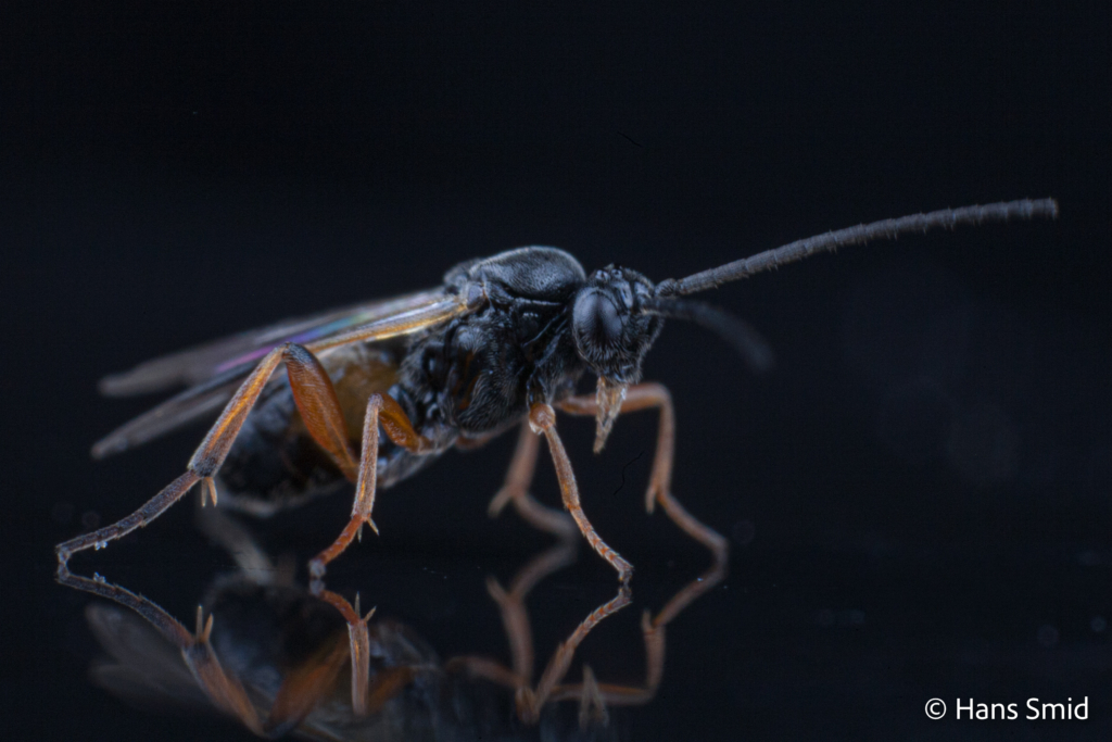 Cotesia glomerata parasitoid wasp black background 005