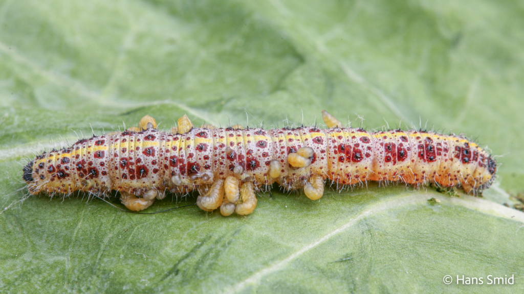 Cotesia glomerata parasitoid wasp fully grown larva emerging from host Pieris brassicae caterpillar 001