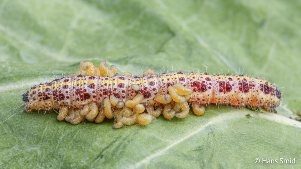 Cotesia glomerata parasitoid wasp fully grown larva emerging from host Pieris brassicae caterpillar 002