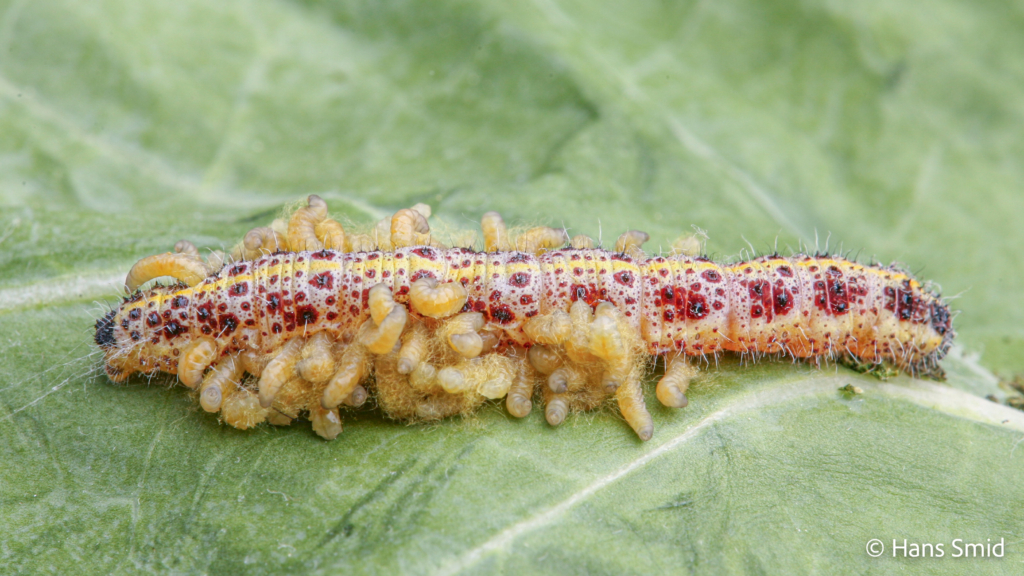 Cotesia glomerata parasitoid wasp fully grown larva emerging from host Pieris brassicae caterpillar 003