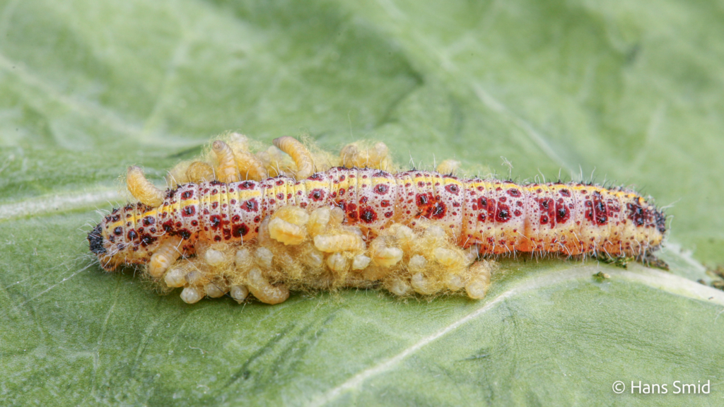 Cotesia glomerata parasitoid wasp fully grown larva emerging from host Pieris brassicae caterpillar 004