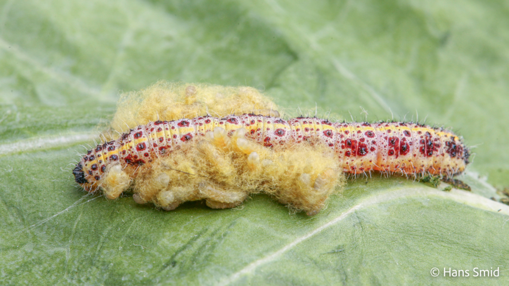 Cotesia glomerata parasitoid wasp fully grown larva emerging from host Pieris brassicae caterpillar 005