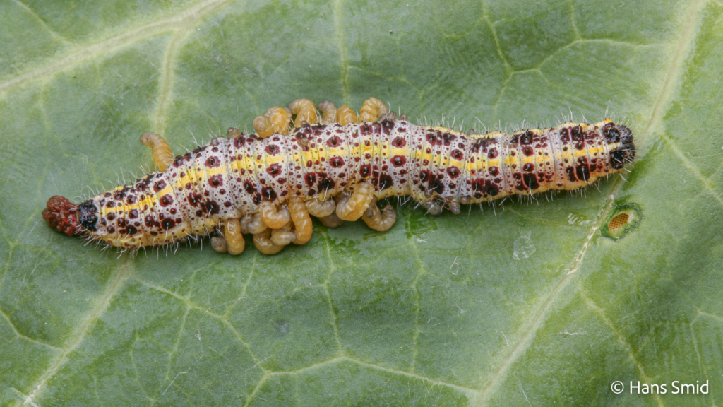 Cotesia glomerata parasitoid wasp fully grown larva emerging from host Pieris brassicae caterpillar 006