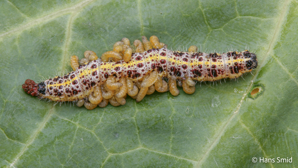 Cotesia glomerata parasitoid wasp fully grown larva emerging from host Pieris brassicae caterpillar 007