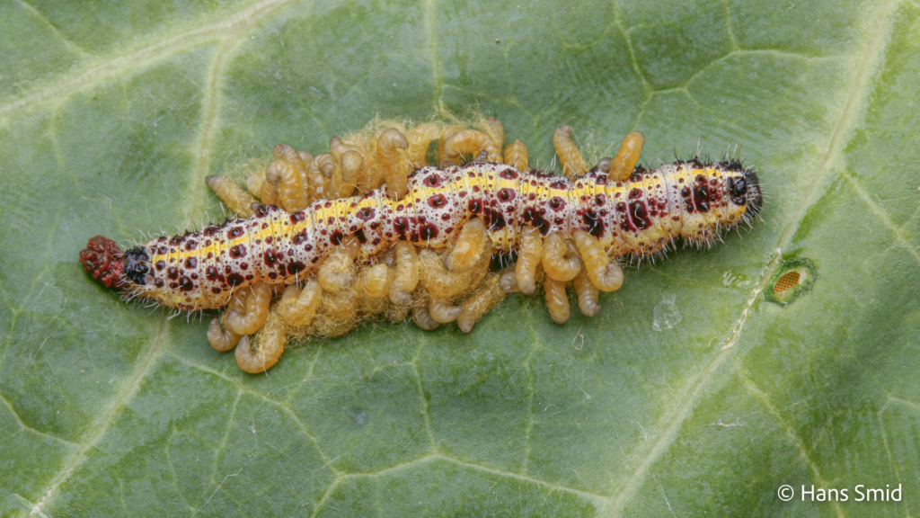 Cotesia glomerata parasitoid wasp fully grown larva emerging from host Pieris brassicae caterpillar 008