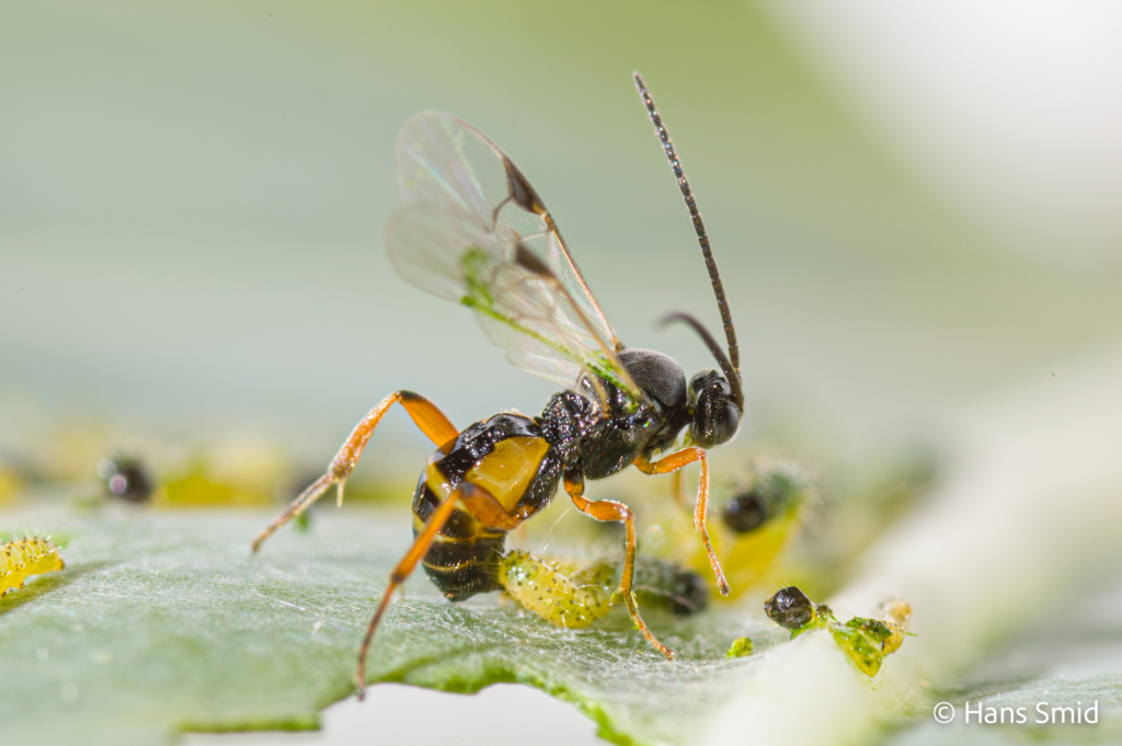 Cotesia glomerata parasitoid wasp parasitizing Pieris brassicae caterpillars 001