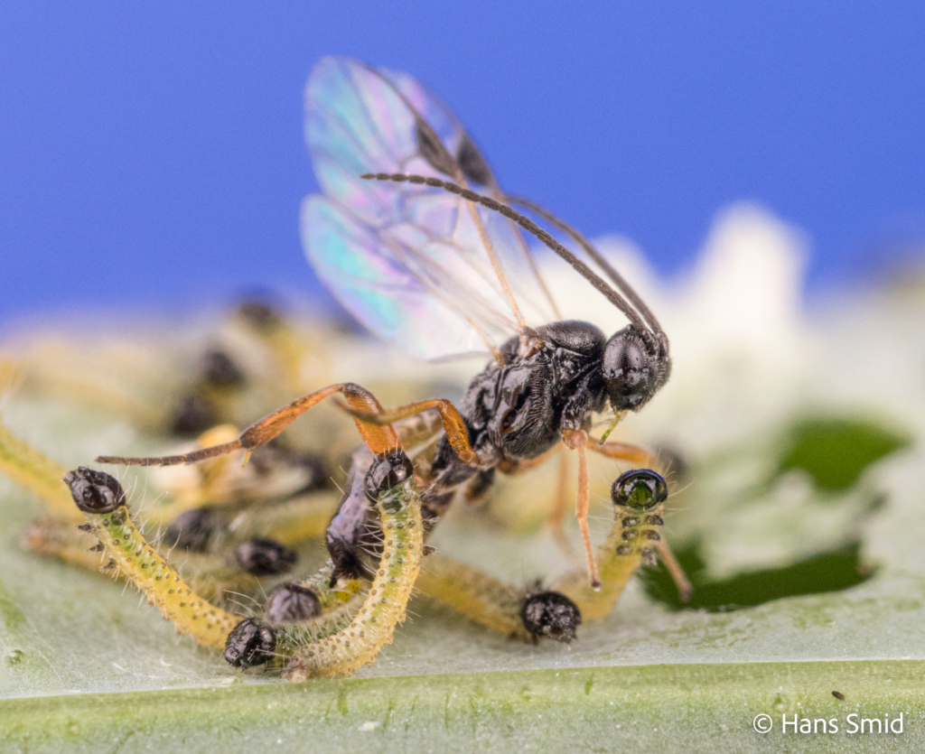 Cotesia glomerata parasitoid wasp parasitizing Pieris brassicae caterpillars 002