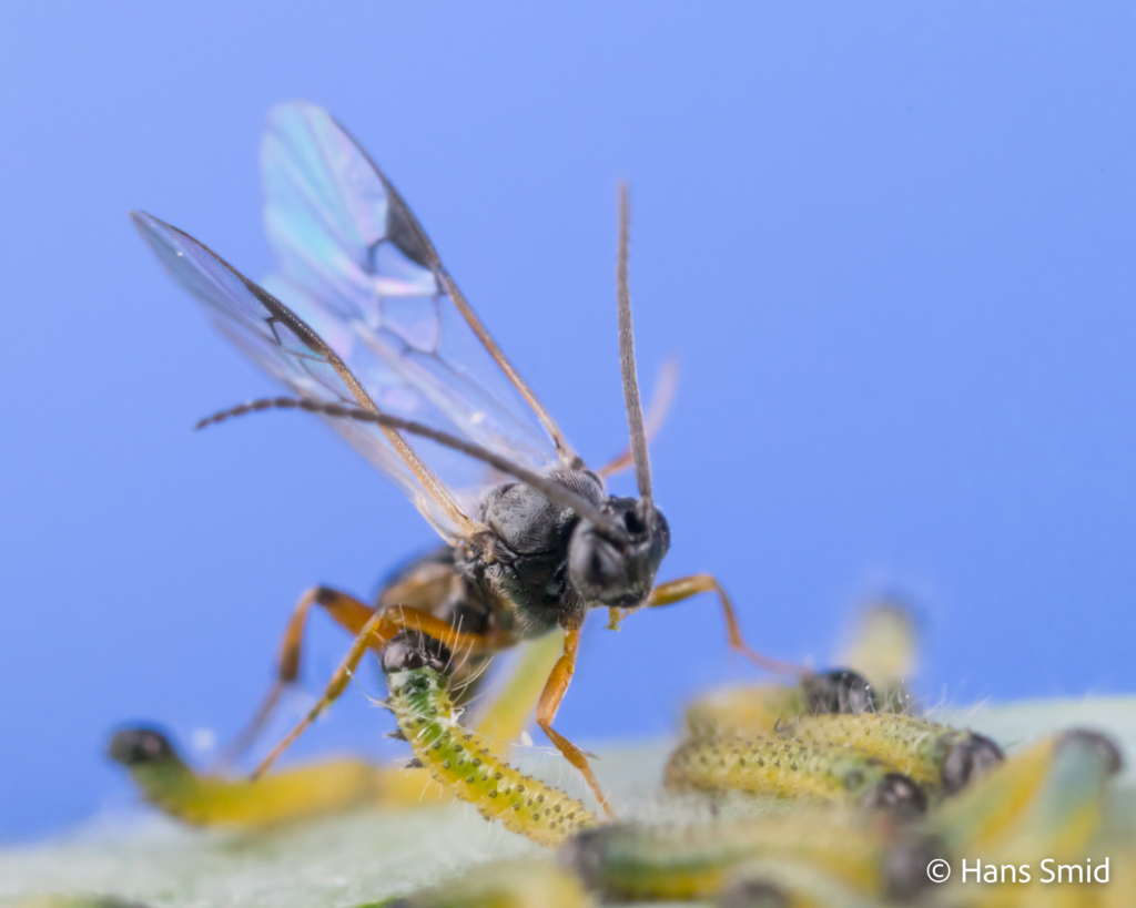 Cotesia glomerata parasitoid wasp parasitizing Pieris brassicae caterpillars 003