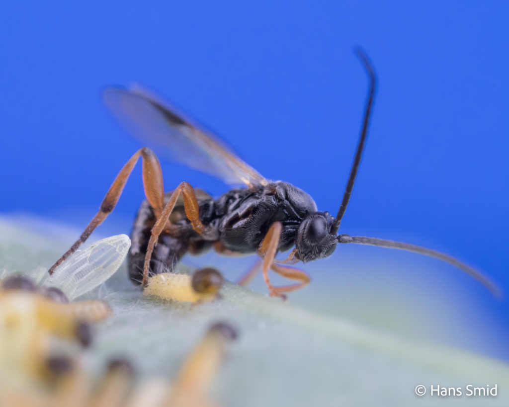 Cotesia glomerata parasitoid wasp parasitizing Pieris brassicae caterpillars 005