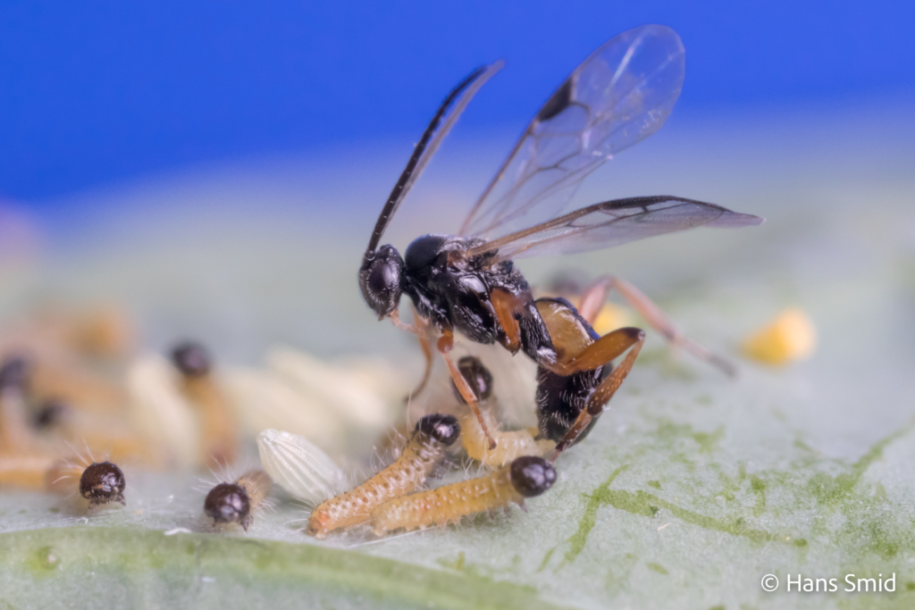 Cotesia glomerata parasitoid wasp parasitizing Pieris brassicae caterpillars 006