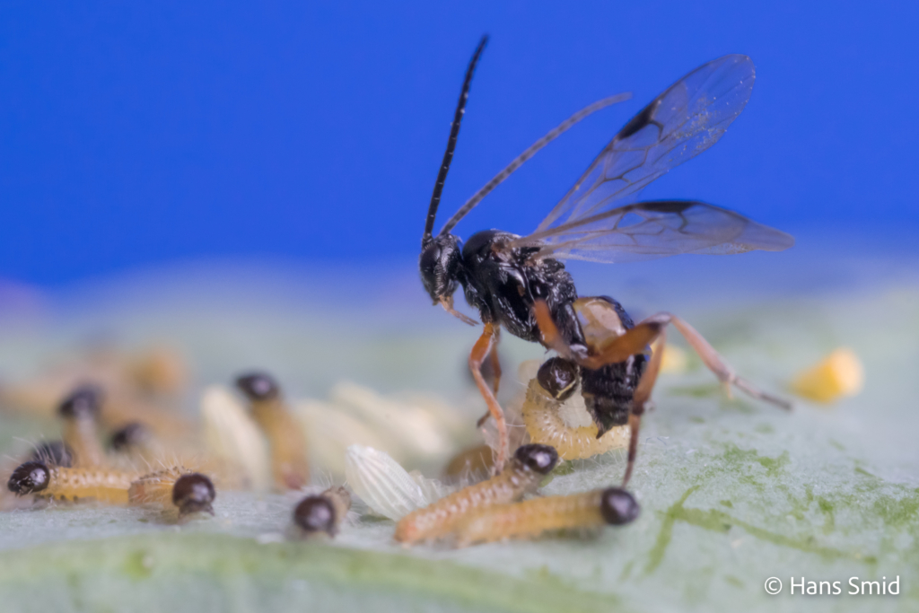 Cotesia glomerata parasitoid wasp parasitizing Pieris brassicae caterpillars 007