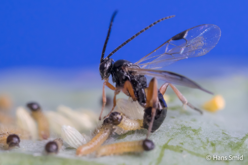 Cotesia glomerata parasitoid wasp parasitizing Pieris brassicae caterpillars 008