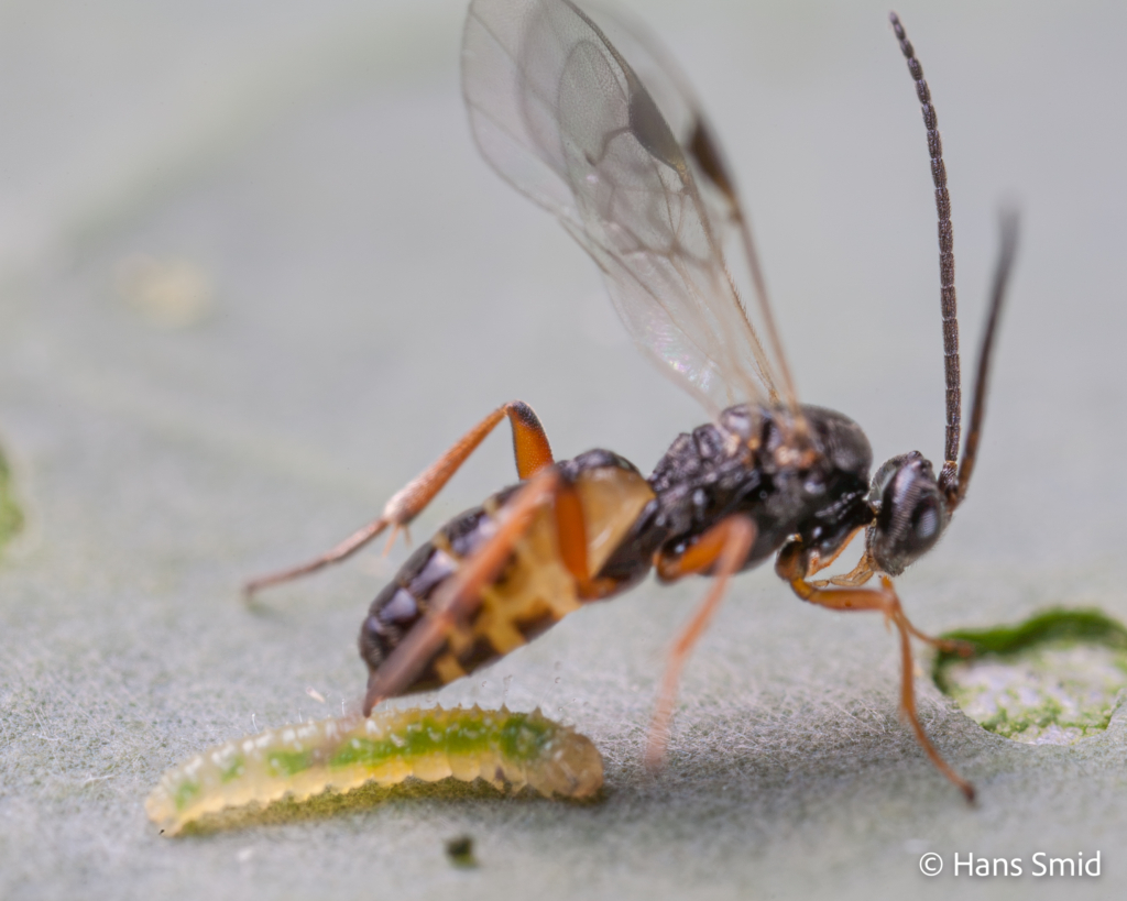 Cotesia glomerata parasitoid wasp pieris rapae caterpillar 001