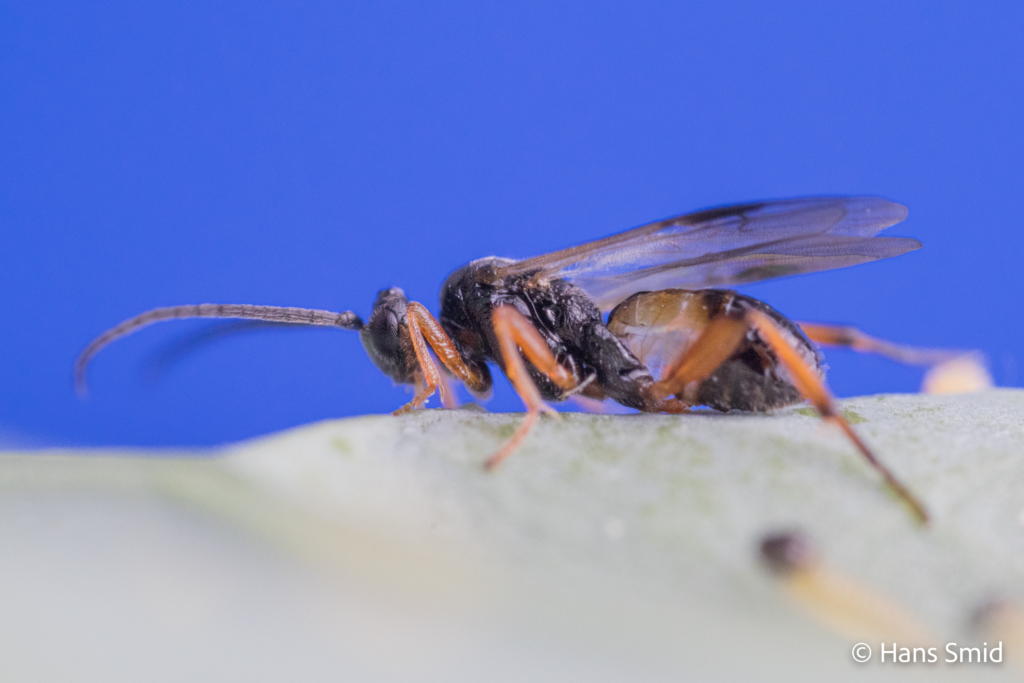 Cotesia glomerata parasitoid wasp resting after parasitizing Pieris brassicae caterpillars 004