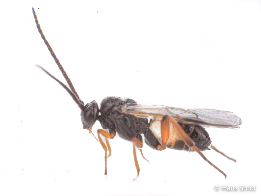 Cotesia glomerata parasitoid wasp white background 001 1