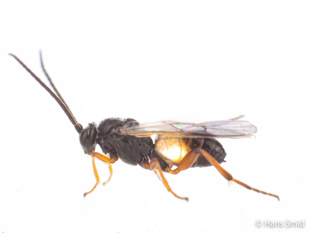 Cotesia glomerata parasitoid wasp white background 002