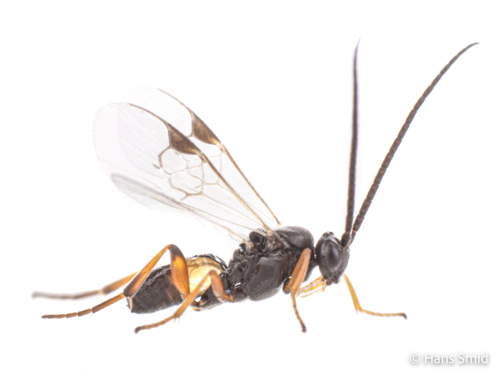 Cotesia glomerata parasitoid wasp white background 003