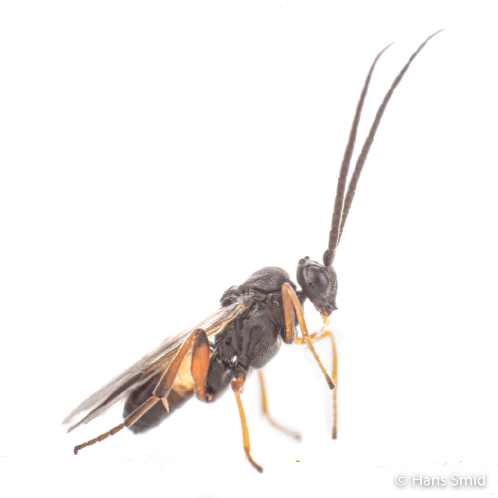 Cotesia glomerata parasitoid wasp white background 004