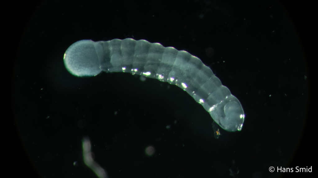 Cotesia glomerata parasitoid larva black background 001