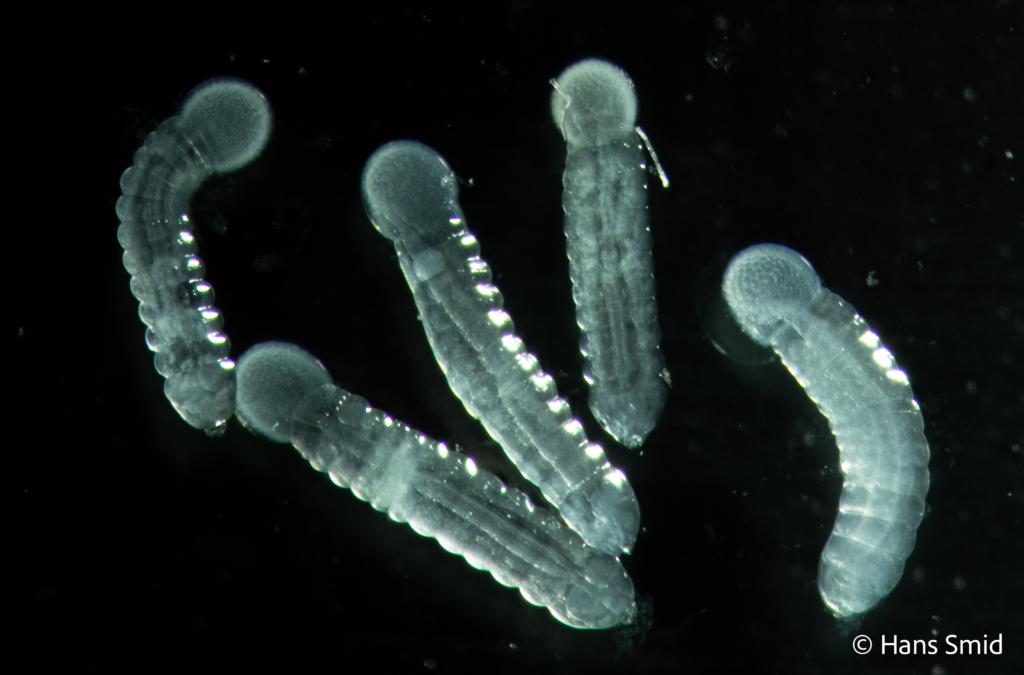 Cotesia glomerata parasitoid larva black background 002
