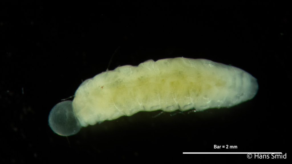 Cotesia glomerata parasitoid larva black background 003