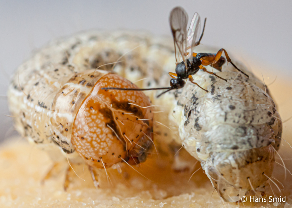 Cotesia kariyai parasitoid wasp on Mythimna separata Northern Armyworm 001 1
