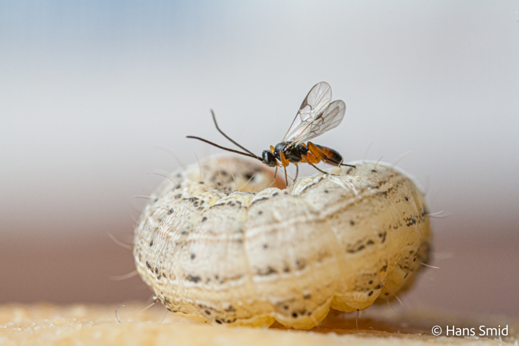 Cotesia kariyai parasitoid wasp on Mythimna separata Northern Armyworm 002 1