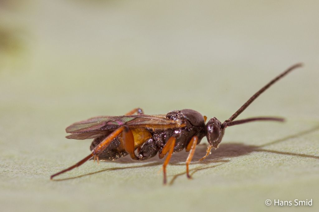 Cotesia rubecula parasitoid wasp 001