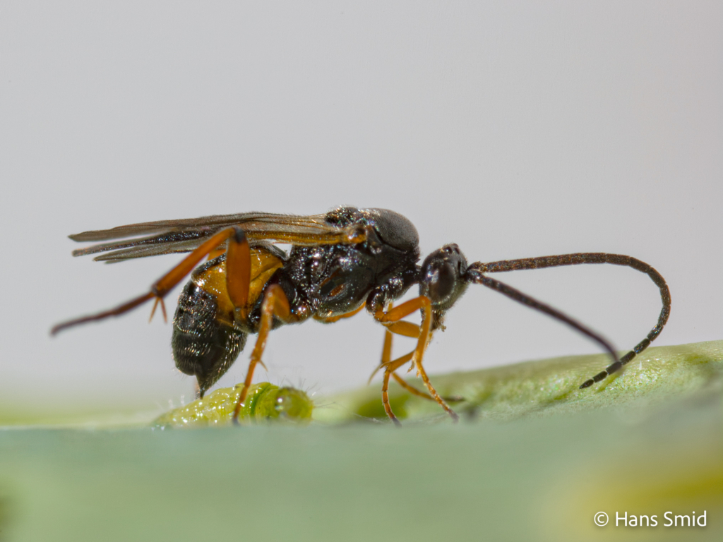 Cotesia rubecula parasitoid wasp 002