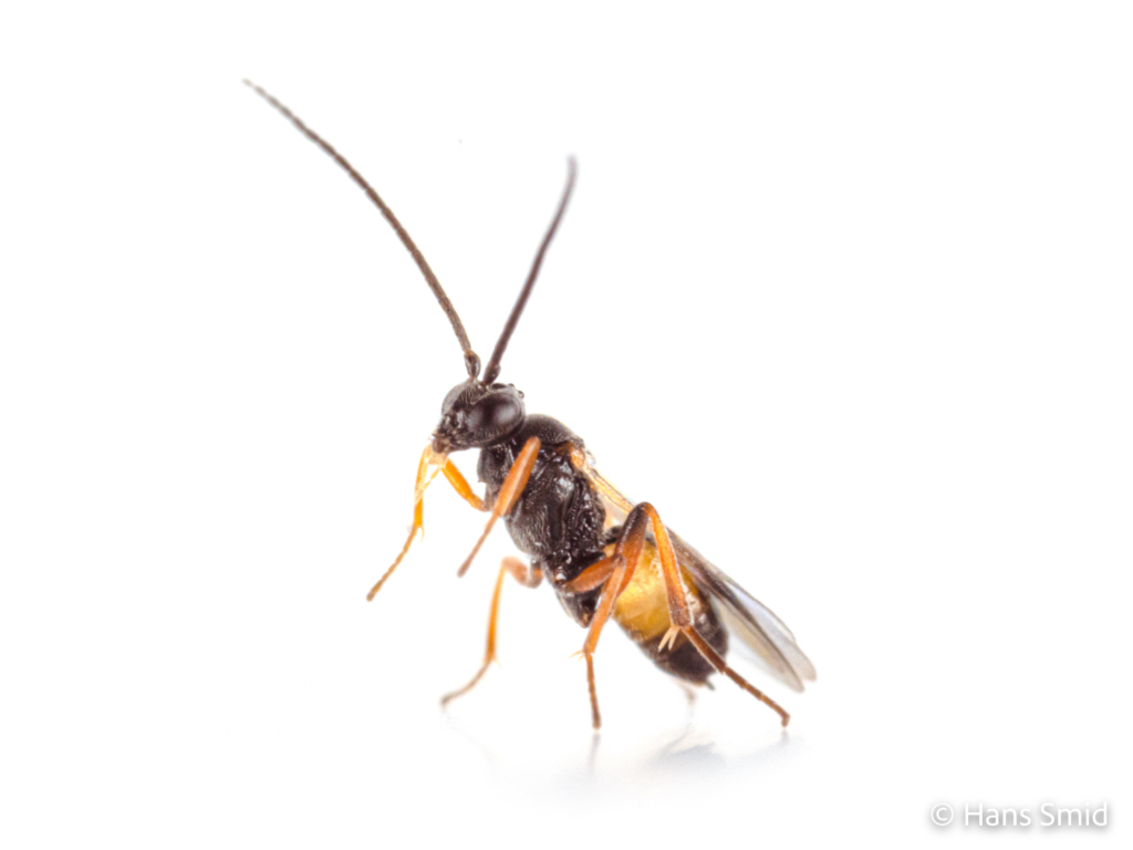 Cotesia vestalis parasitoid wasp white background 001