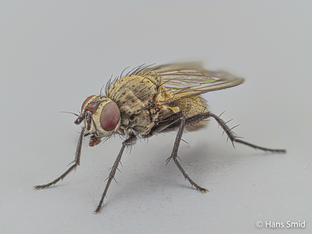 Delia radicum cabbage Rootfly adult female 001
