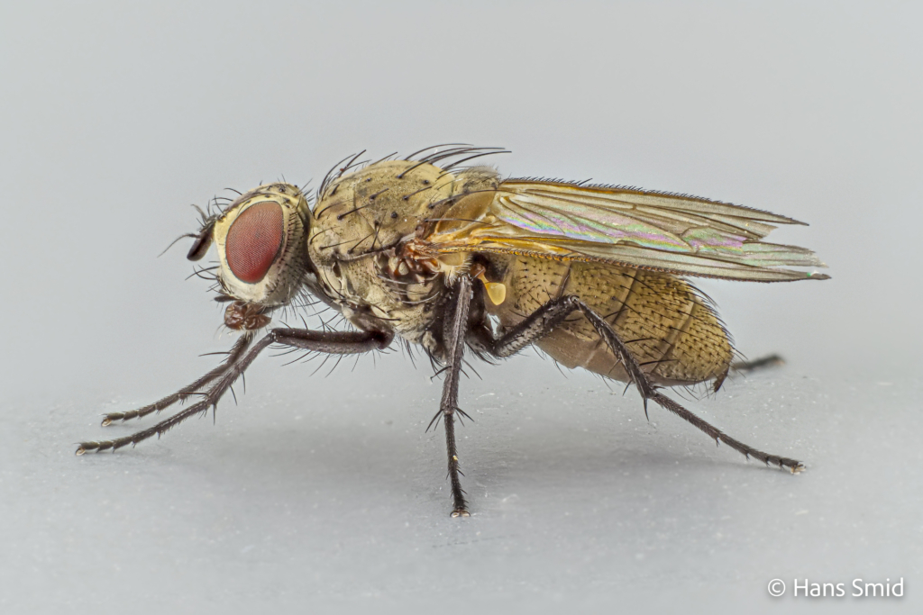 Delia radicum cabbage Rootfly adult female 002