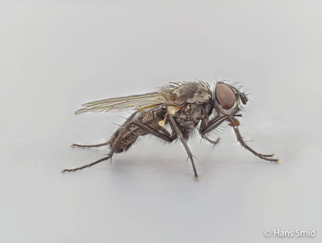 Delia radicum cabbage Rootfly adult male 001