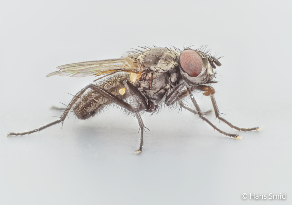 Delia radicum cabbage Rootfly adult male 002