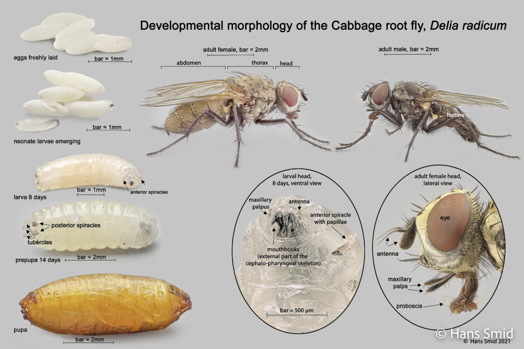 Delia radicum cabbage Rootfly development poster 001