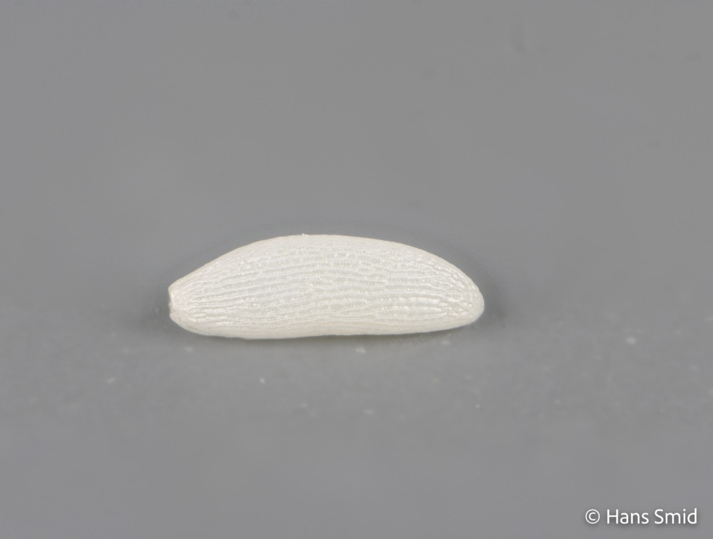 Delia radicum cabbage Rootfly eggs 001