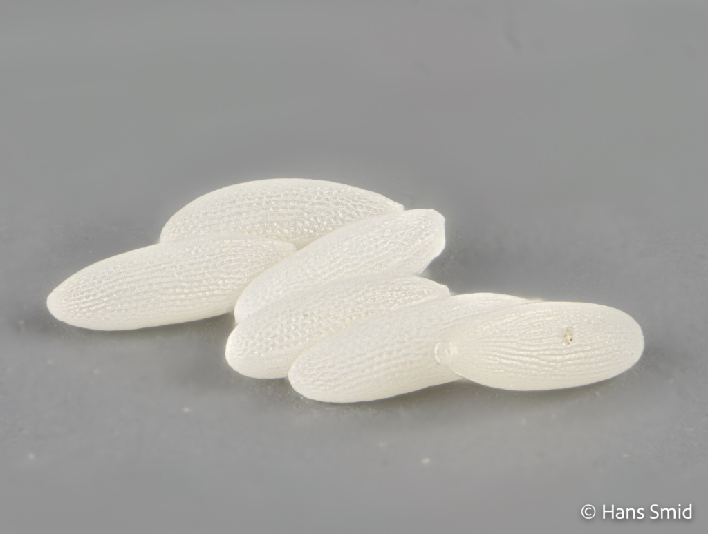 Delia radicum cabbage Rootfly eggs 002