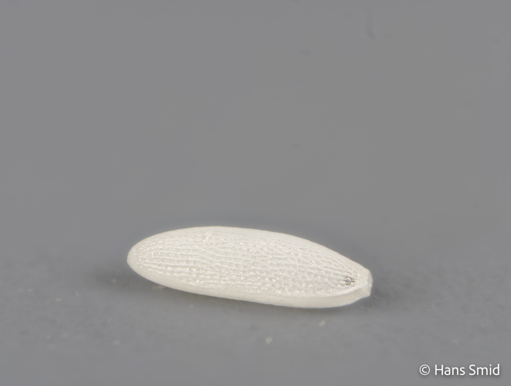 Delia radicum cabbage Rootfly eggs 003
