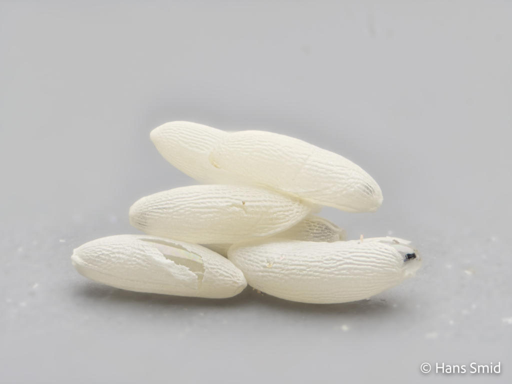 Delia radicum cabbage Rootfly eggs 004