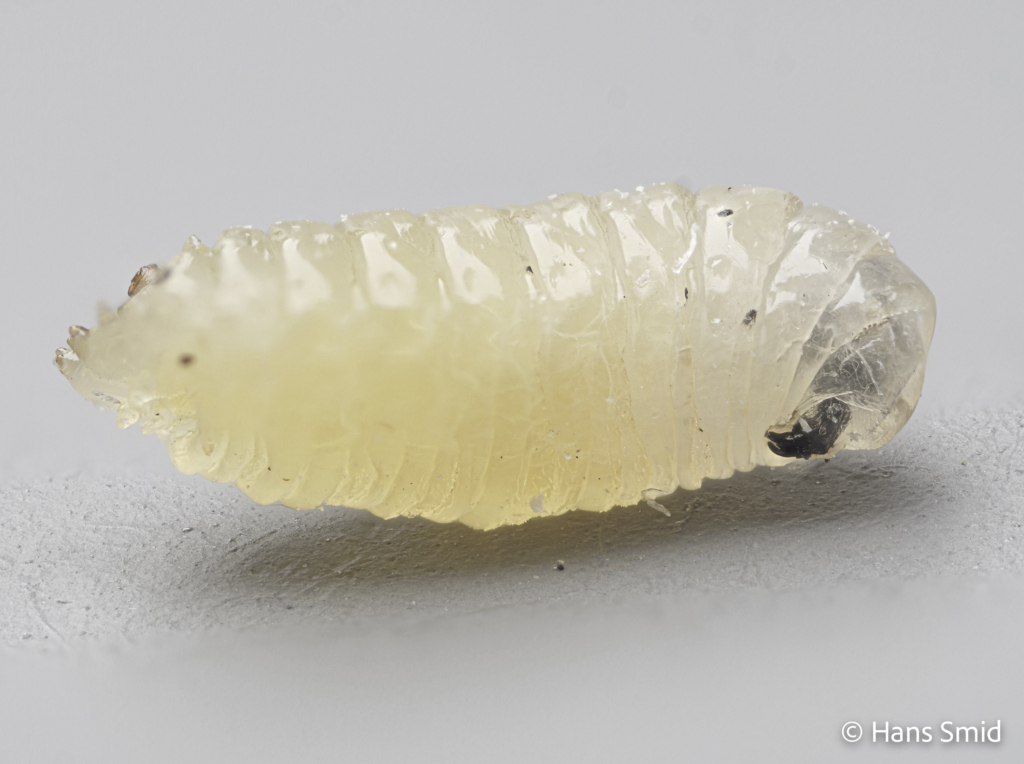 Delia radicum cabbage Rootfly larva 001