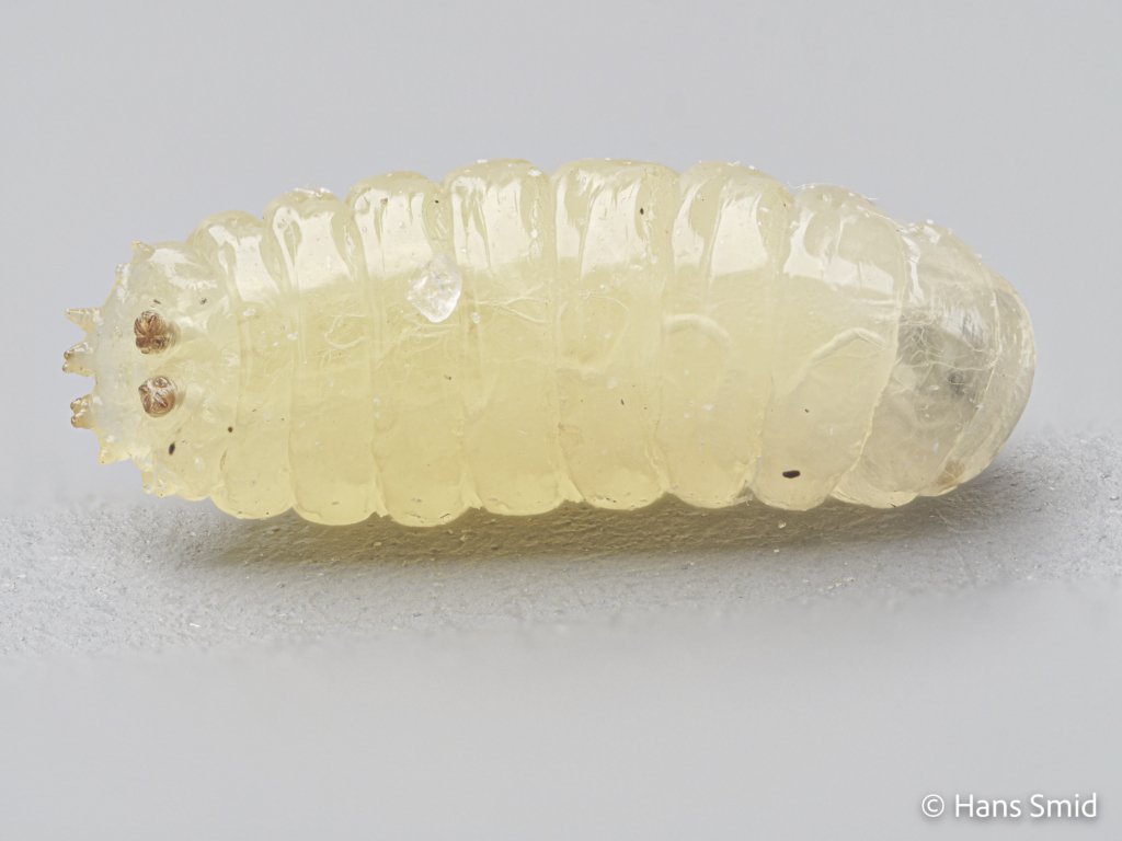 Delia radicum cabbage Rootfly larva 002