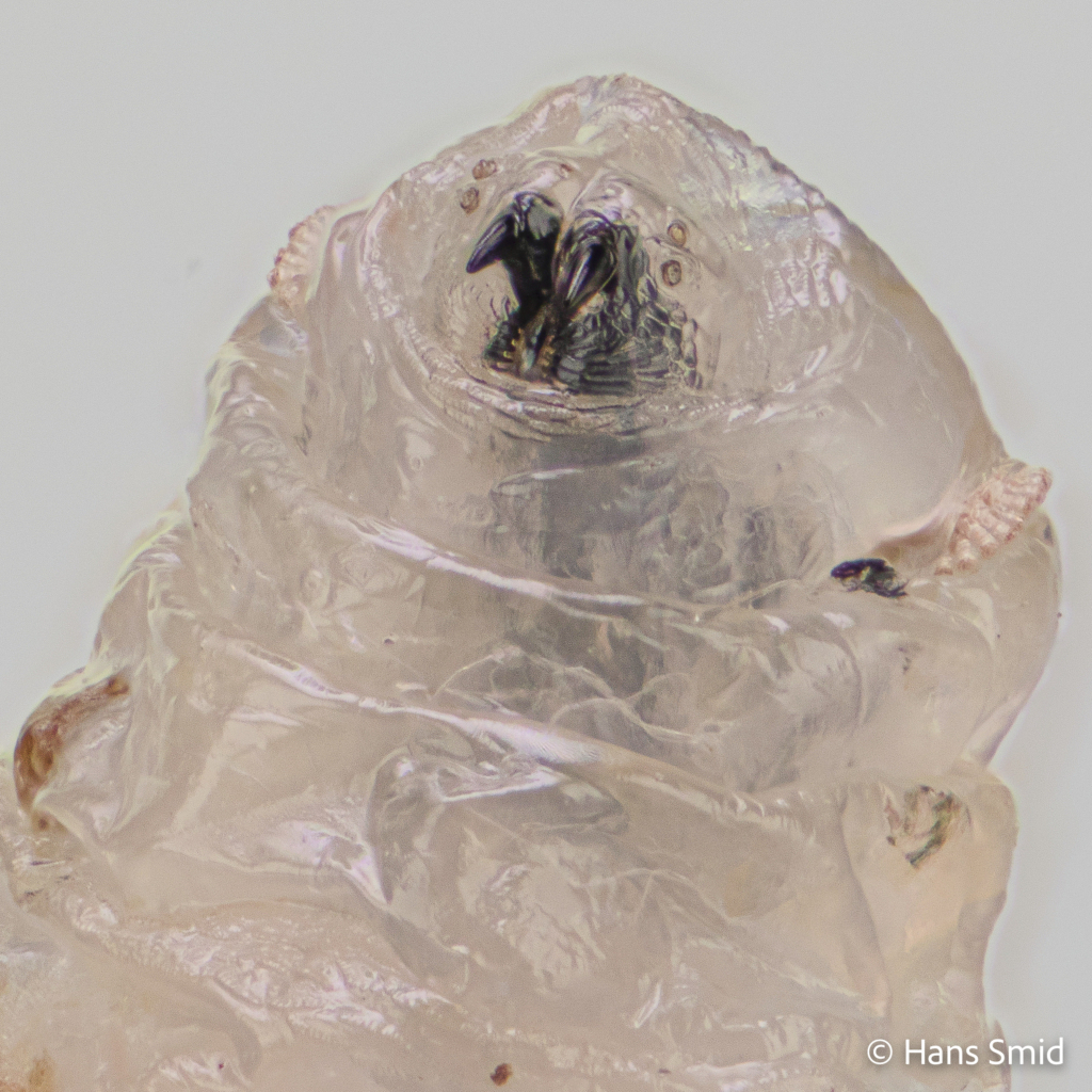 Delia radicum cabbage Rootfly larval head 001