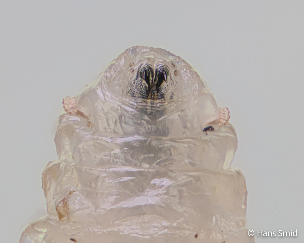 Delia radicum cabbage Rootfly larval head 002