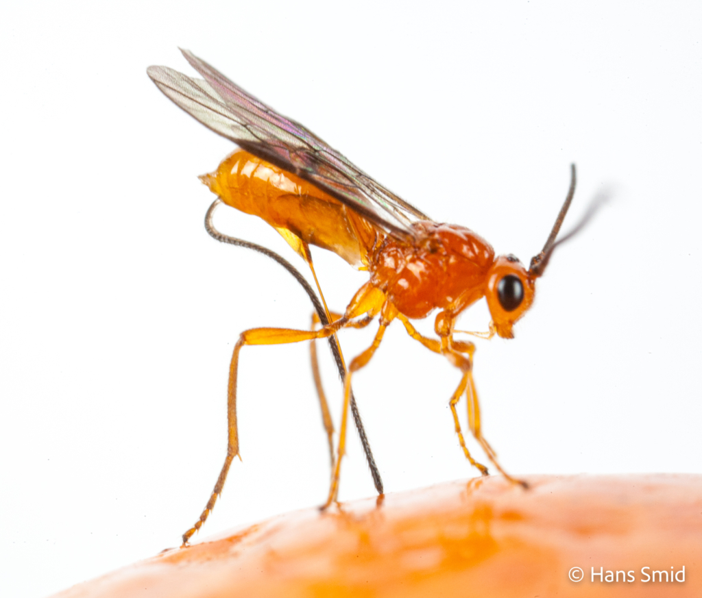 Diachasmimorpha longicaudata parasitoid wasp 002