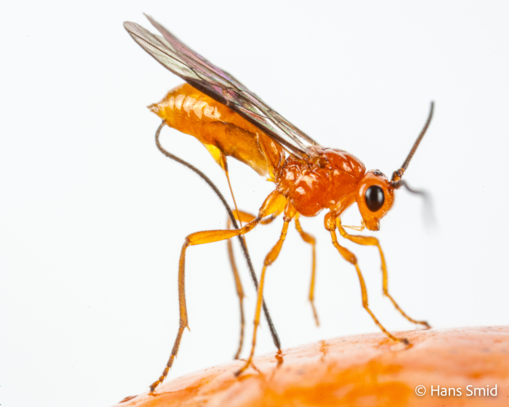 Diachasmimorpha longicaudata parasitoid wasp 004 1