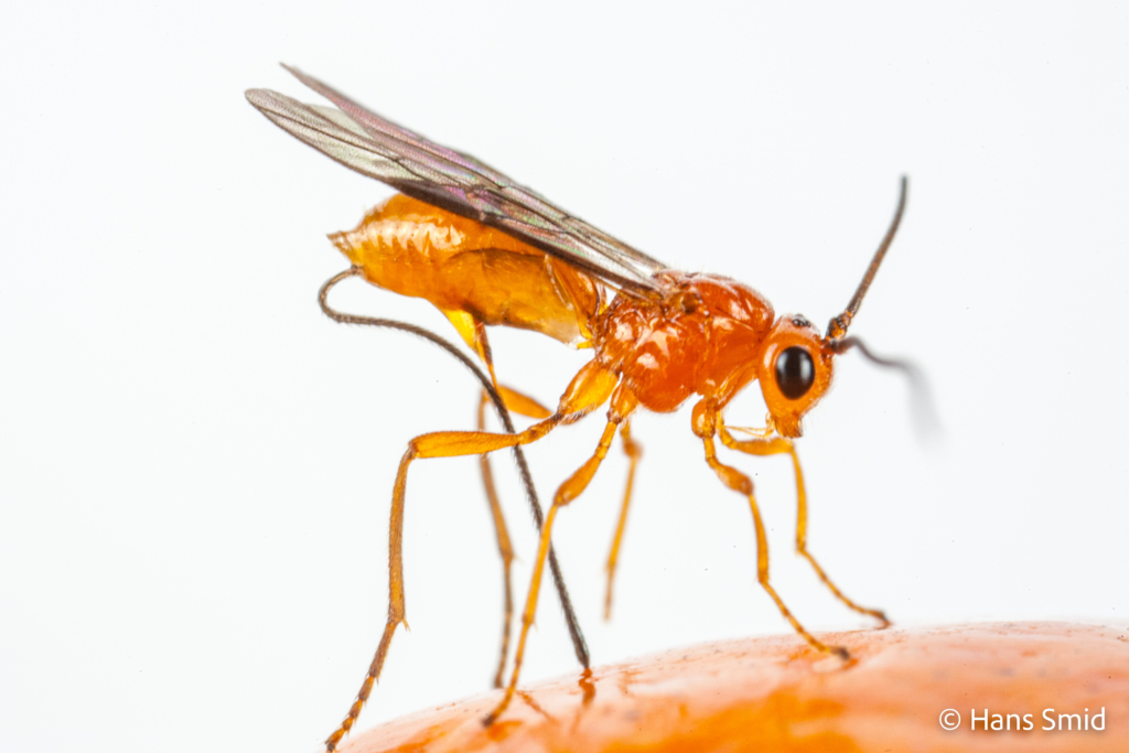 Diachasmimorpha longicaudata parasitoid wasp 005