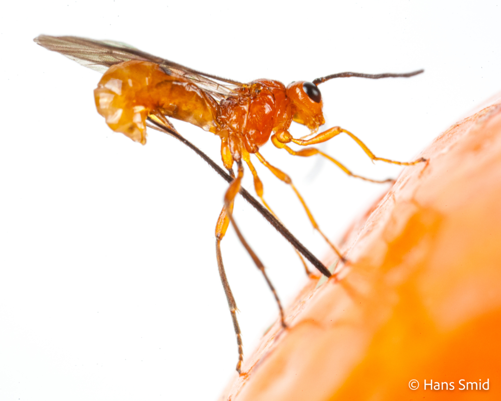 Diachasmimorpha longicaudata parasitoid wasp 006
