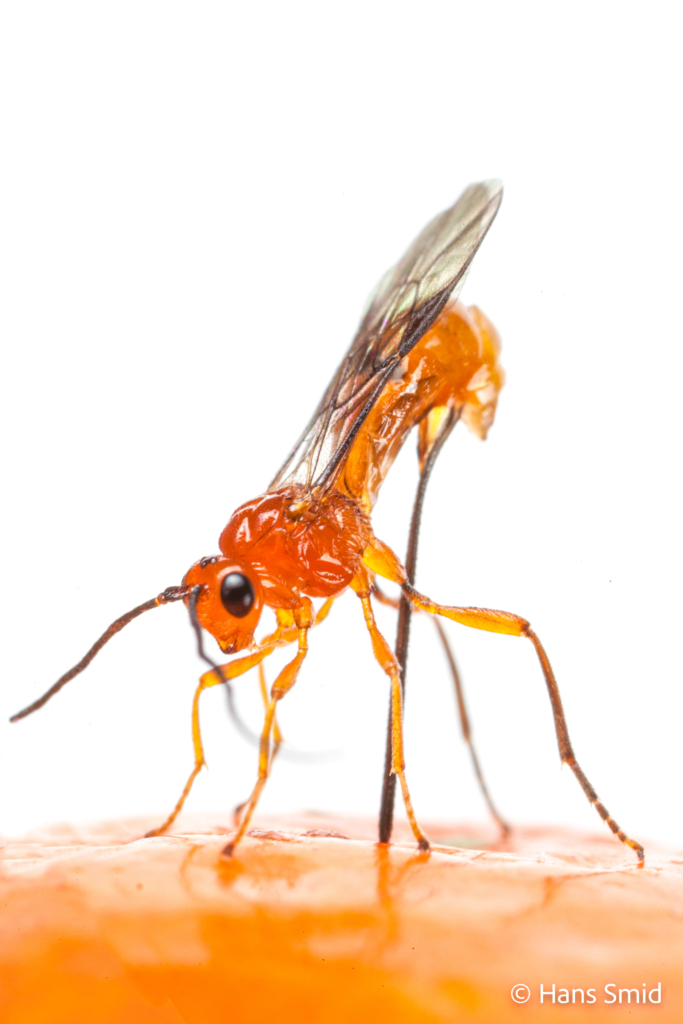 Diachasmimorpha longicaudata parasitoid wasp 007