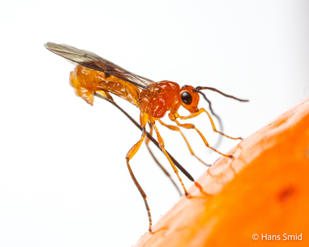 Diachasmimorpha longicaudata parasitoid wasp 008